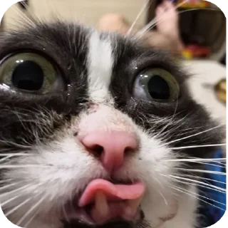 🐱