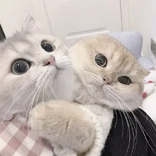 🐈‍⬛
