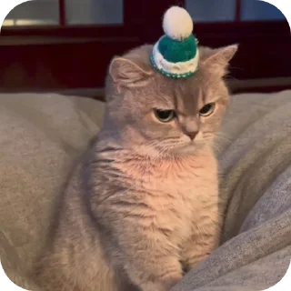 😾