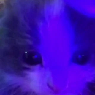 🤪