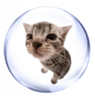 🐱