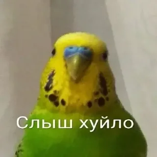 🫵