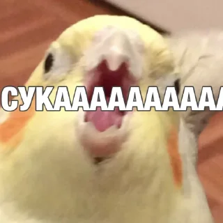 😤