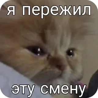 🥺