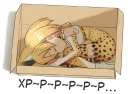 💤