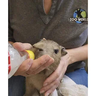 🍼