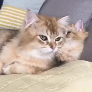 😲