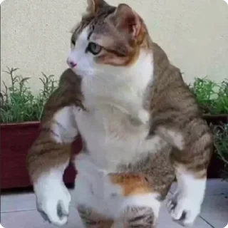 😾