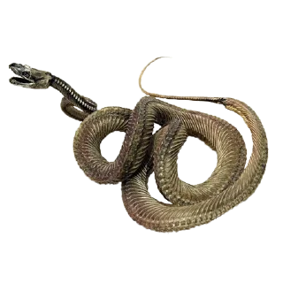 🐍