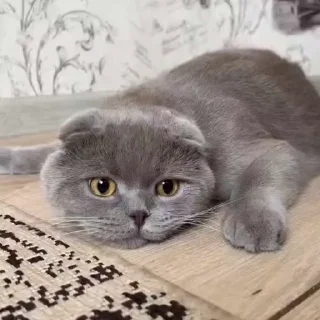 🤩