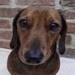 🐶