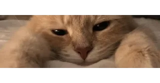 🐱