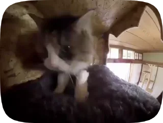 😼