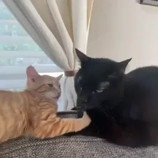 🐈‍⬛️