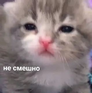 😿