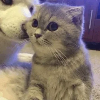 😽