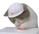 😿