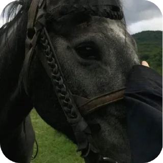 🐎