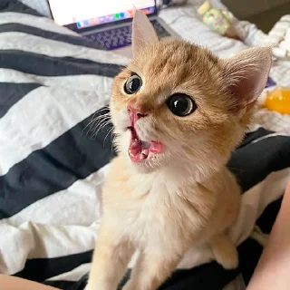 😋