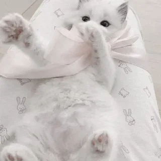 🤍