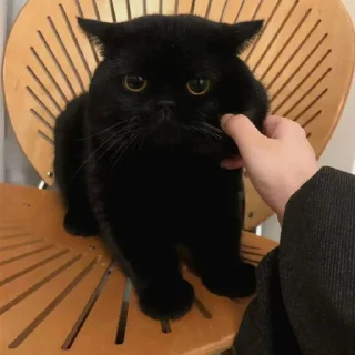 😺