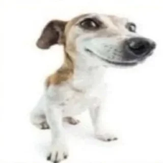 🐶