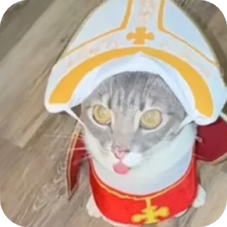 🐱