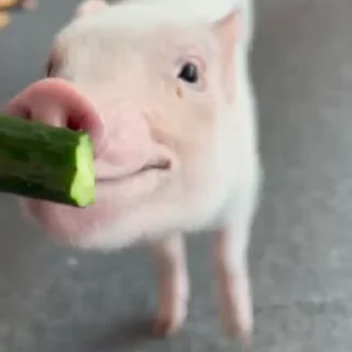🐽