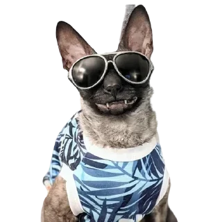 😎