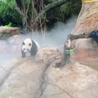 🐼