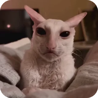 😑