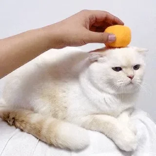 🐱