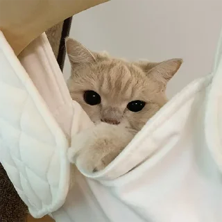 🐈