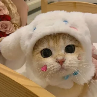 🐈