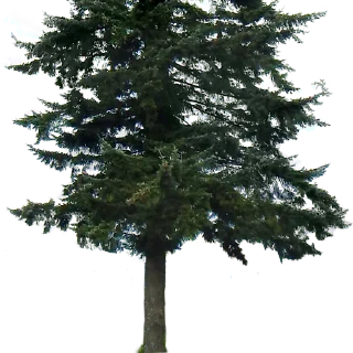 🌲