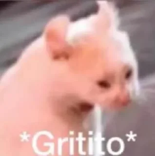 😿