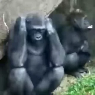 🐵