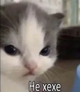 🌚