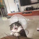 🐱