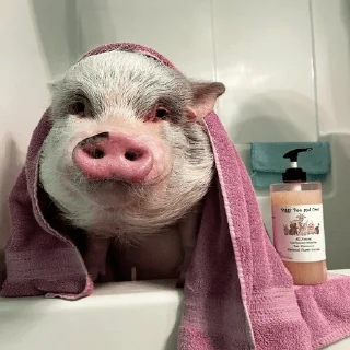 🐷