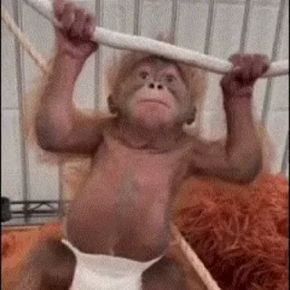 💪