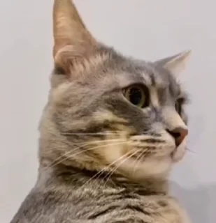 😺