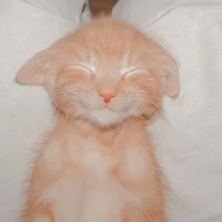 🐈