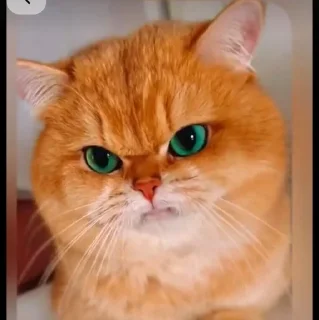 🤩
