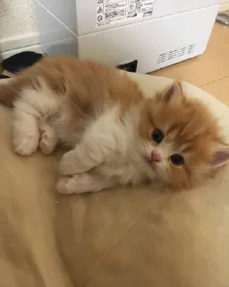😴