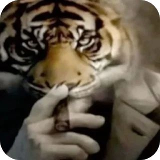 ✋