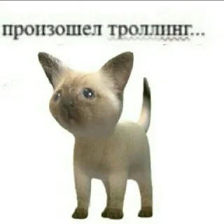 😺