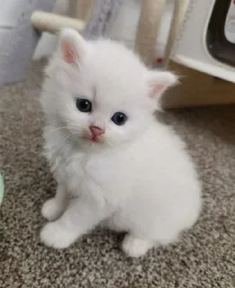 🥺