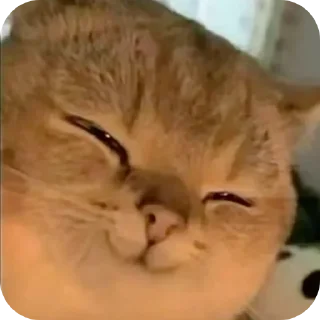 🐱
