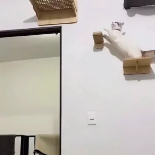 🐈